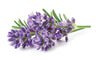 French Lavender